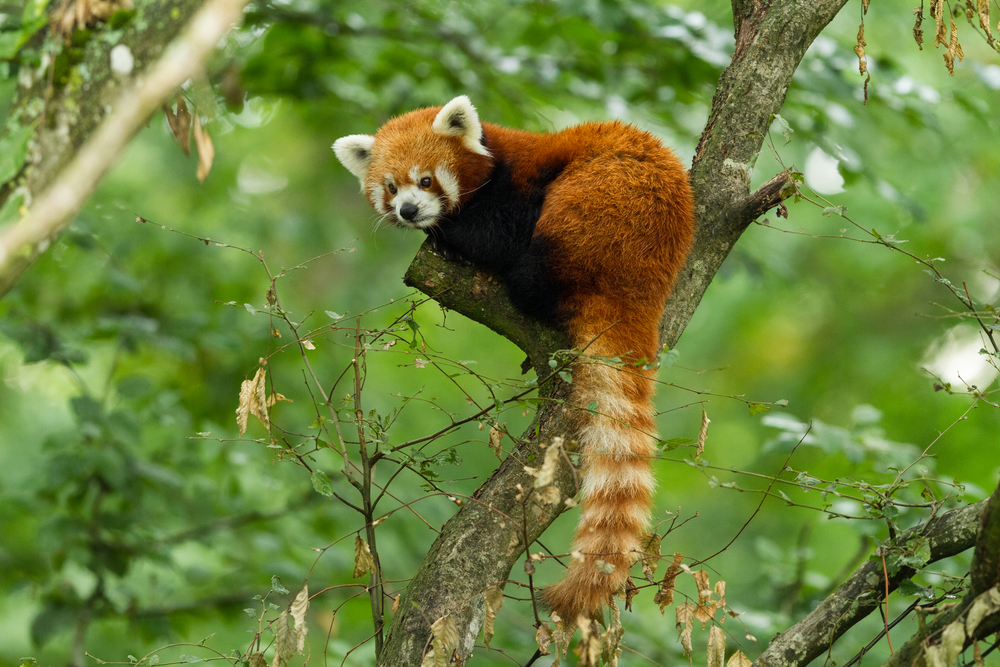 Redpanda Nabs $50M Series B for Data Streaming